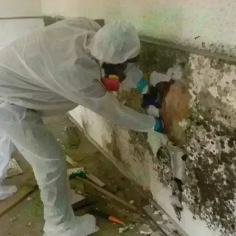 Mold Remediation and Removal in Willowbrook, CA